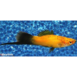 Xipho dore wagtail (m) 5 cm xiphophorus helleri