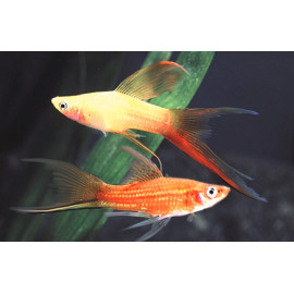 Xiphophorus helleri assortiment xiphos lyres XL 6-7cm