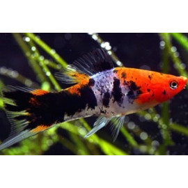 Xiphophorus helleri koi tricolore (ms) 4-5 cm