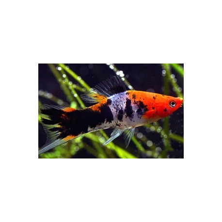 Xiphophorus helleri koi tricolore (ms) 4-5 cm