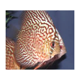 Symphysodon aequifa. discus turquoise rouge (m) 5-6 cm