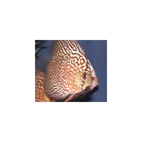 Symphysodon aequifa. discus turquoise rouge (m) 5-6 cm