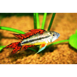 Apistogramma Cacatuoides Rouge Rouge 4.5-5 cm