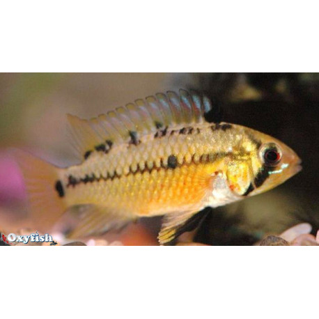 Apistogramma Hongsloi 3-3.5 cm