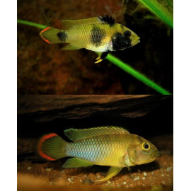 Apistogramma Nijsseni  3-4 cm