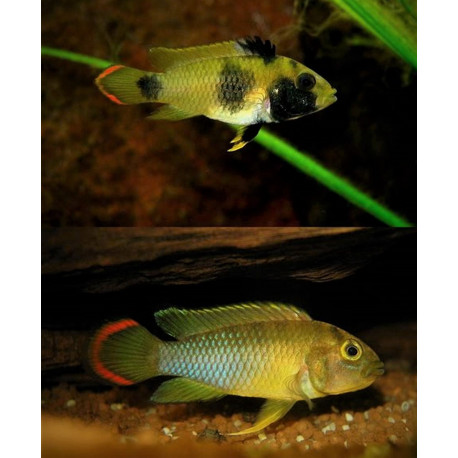 Apistogramma Nijsseni  3-4 cm