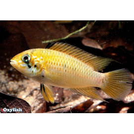 Apistogramma red-point 3-4 cm