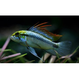 Apistogramma trifasciata  (m) 2.5-3 cm