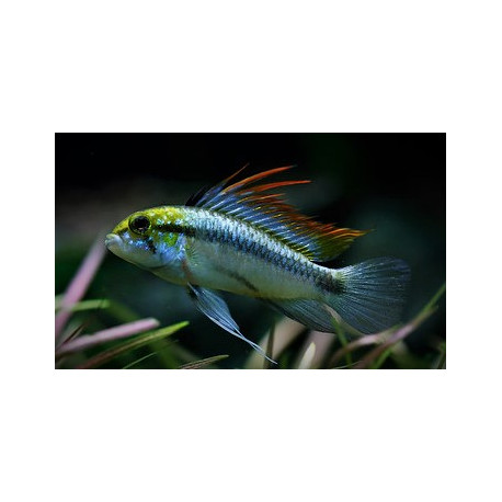 Apistogramma trifasciata  (m) 2.5-3 cm