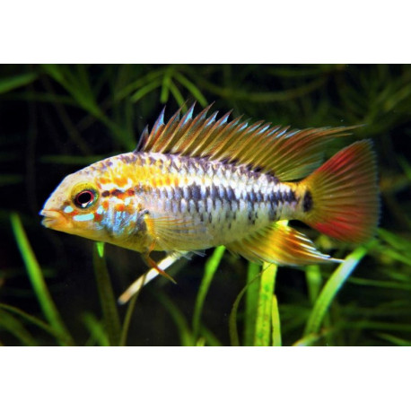 Apistogramma Viejita  3-4 cm