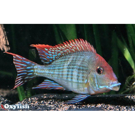 Geophagus brasiliensis cichlide rouge   4 - 4.5 cm