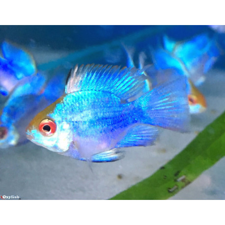 Microgeophagus ramirezi electric blue  2 - 2.5 cm