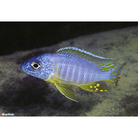 Aulonocara bleu neon (m) 4-5 cm