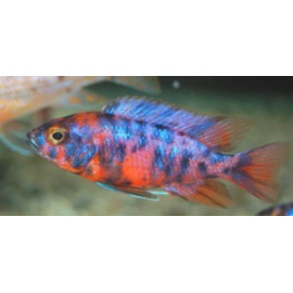 Aulonocara calico red (m) 4-4.5 cm