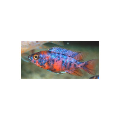 Aulonocara calico red (m) 4-4.5 cm