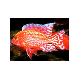 Aulonocara fire red dragon  -  5.5 cm