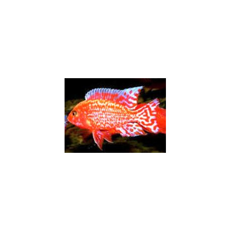 Aulonocara fire red dragon  -  5.5 cm