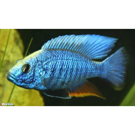 Aulonocara jacobfreibergi electric blue  4 - 5 cm