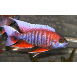 Aulonocara jacobfreibergi super red (ml) 5.5 cm