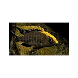 Aulonocara maylandi eccles reef  tete jaune (l)  6-7 cm