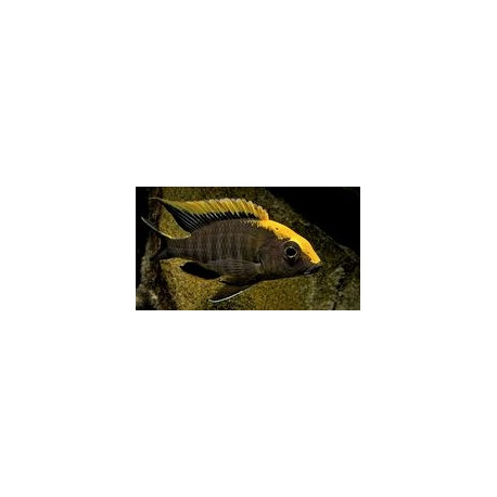 Aulonocara maylandi eccles reef  tete jaune (l)  6-7 cm