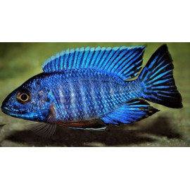 Aulonocara nyassae paon bleu africain (m) 4.00 cm