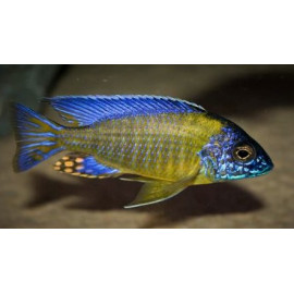 Aulonocara stuartgranti blue neon (m) 4-5 cm