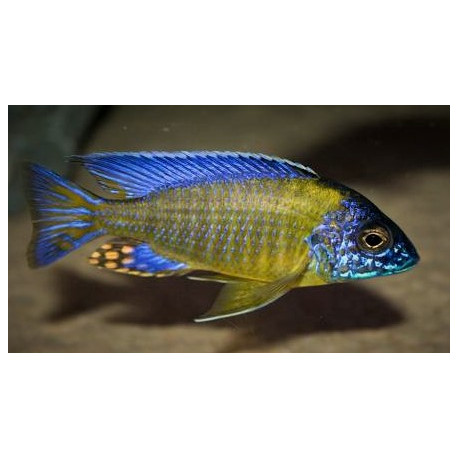 Aulonocara stuartgranti blue neon (m) 4-5 cm