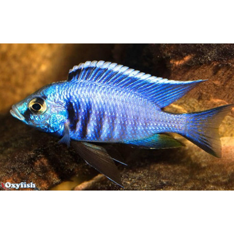 Copadichromis azureus   3.5-4 cm