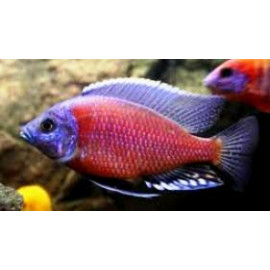 Copadichromis borleyi kadango (m) 4 - 5 cm