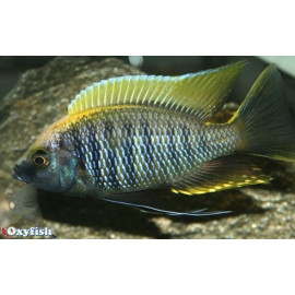 Copadichromis fire crest yellow (m) 4-5 cm