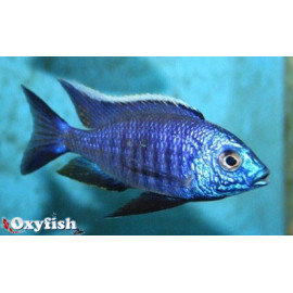 Copadichromis sp. blue neon (m) 4 - 5 cm