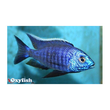 Copadichromis sp. blue neon (m) 4 - 5 cm