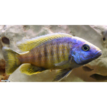 Copadichromis tanzania yelow fin (m) 4-5 cm