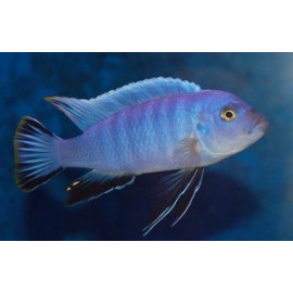 Cynotilapia  afra axelrodi 4.00 cm