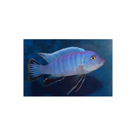 Cynotilapia  afra axelrodi 4.00 cm