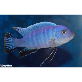 Cynotilapia  afra axelrodi 4.00 cm