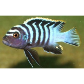 Cynotilapia  afra red top chewere 4.00 cm