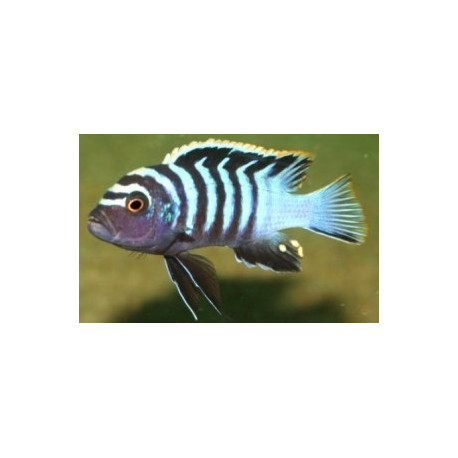 Cynotilapia  afra red top chewere 4.00 cm