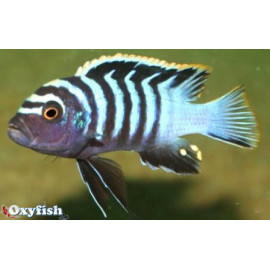 Cynotilapia  afra red top chewere 4.00 cm