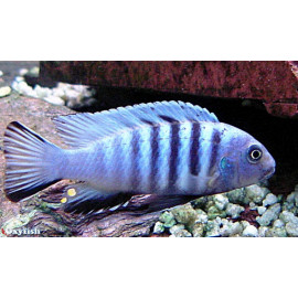 Cynotilapia afra  3.5-4 cm