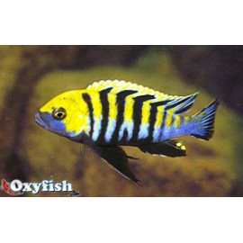 Cynotilapia afra cobue  3.5-4 cm