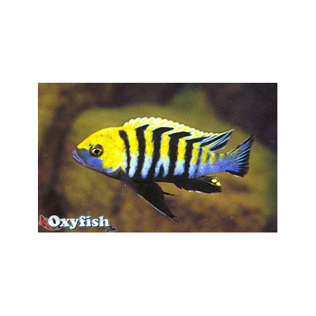 Cynotilapia afra cobue  3.5-4 cm