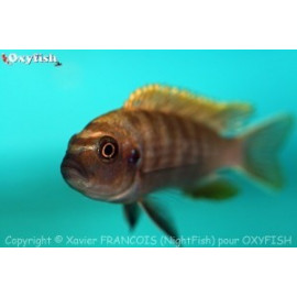 Cynotilapia afra red top chewere (l) 5-6 cm f0