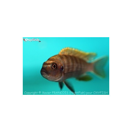 Cynotilapia afra red top chewere (l) 5-6 cm f0