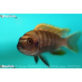 Cynotilapia afra red top chewere (l) 5-6 cm f0