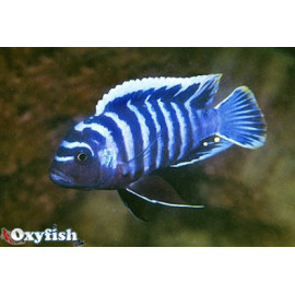 Cynotilapia afra white top 3.5-4 cm