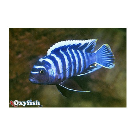 Cynotilapia afra white top 3.5-4 cm