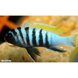 Cynotilapia afra yellow fin 3.5 - 4.5 cm