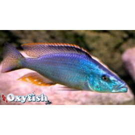 Dimidiochromis compressiceps   4-5 cm